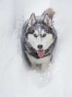 Alaskan Husky dog running through snow. Art Print